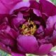 purple flower